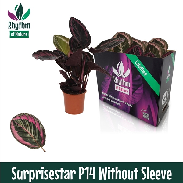 <h4>Calathea 14cm Surprisestar Rhythm of Nature zonder hoes</h4>