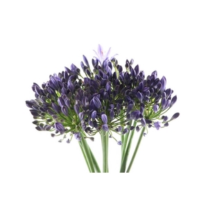 Agapanthus Blue Atlantic Ocean Extra