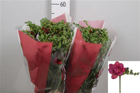 <h4>Fr Du Expression</h4>