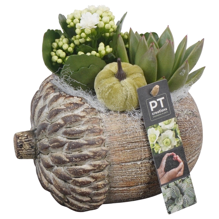 <h4>Arr.   Planten L%</h4>