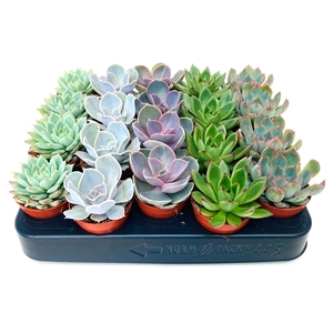 Echeveria gemengd