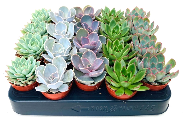 <h4>Echeveria gemengd</h4>