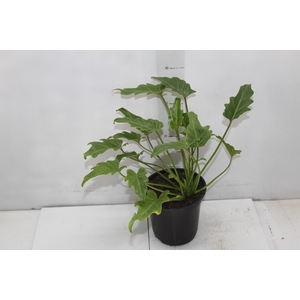 PHILODENDRON XANADU P17