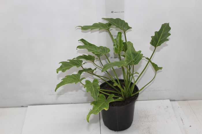 <h4>PHILODENDRON XANADU P17</h4>