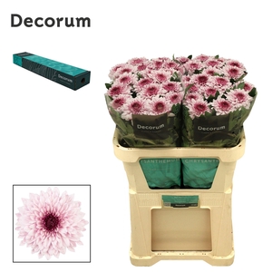 CHRYSANTHEMUM PL 'PIP PRETTY'