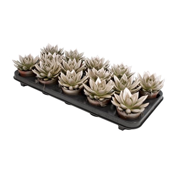 <h4>Echeveria coloured champagne</h4>