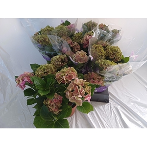 HYDR ANTIQUE PINK P14