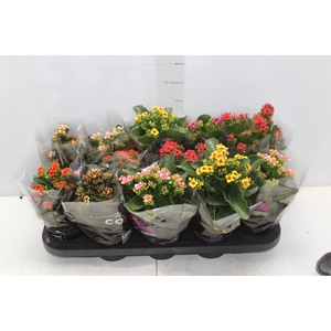 KALANCHOE P11 BICOLOR