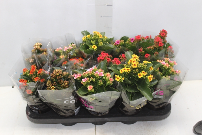 <h4>KALANCHOE P11 BICOLOR</h4>