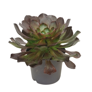 xSemponium 'Destiny'