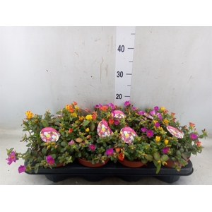 Portulaca   ...mix in pot