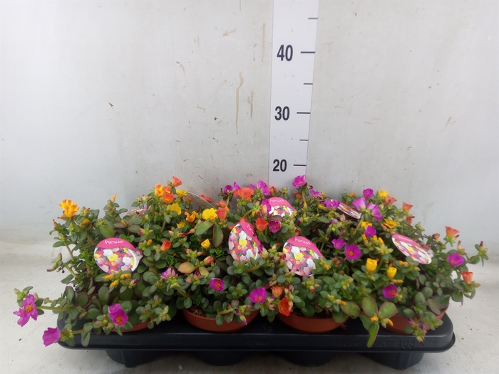 <h4>Portulaca   ...mix in pot</h4>