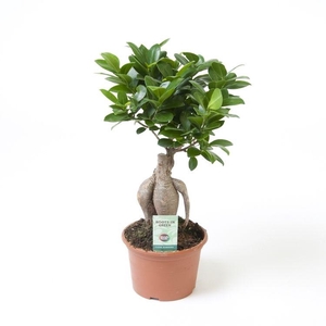 Ficus Mi Ginseng