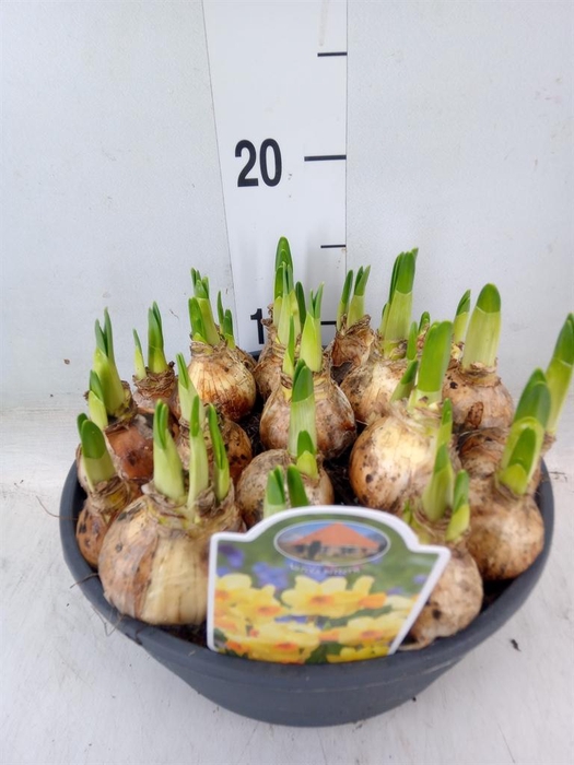 <h4>Narcissus   ...</h4>