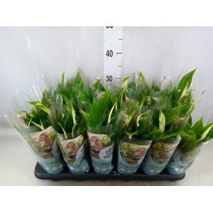 Spathiphyllum  'Chopin'
