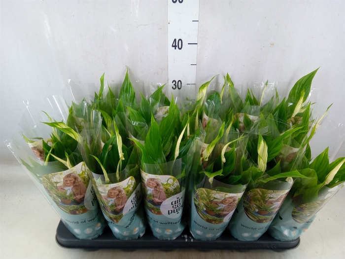 <h4>Spathiphyllum  'Chopin'</h4>