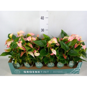 Anthurium  'Matata'