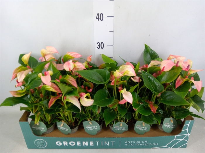 <h4>Anthurium  'Matata'</h4>