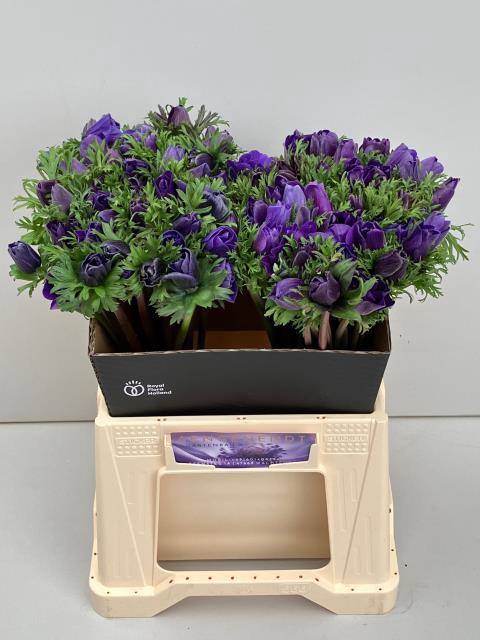 <h4>ANEM CO M L BLUE</h4>