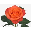 R GR CLARENCE+ ALLURE Specials