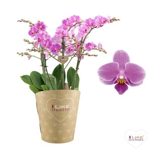 Duetto Friday Flirt Multi Paars 60+