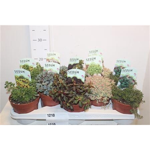 Sedum Ov