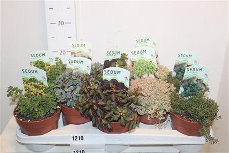 <h4>Sedum Ov</h4>