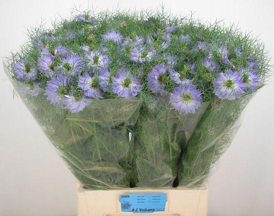 <h4>NIGE D MYSTERY LILA</h4>