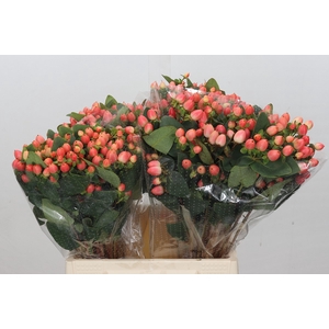 Hypericum Magical Royal Princess