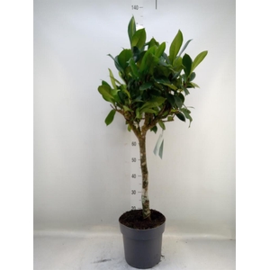 Ficus cyathistipula