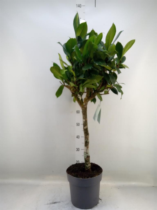 <h4>Ficus cyathistipula</h4>