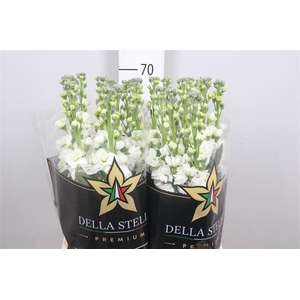 Matth Iron * Premium* White