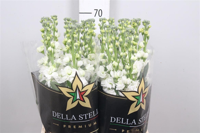 <h4>Matth Iron * Premium* White</h4>