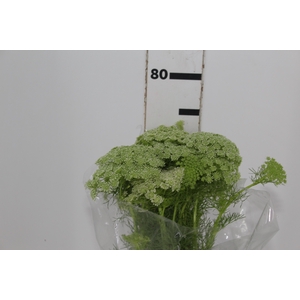 AMMI MAJUS 070 CM