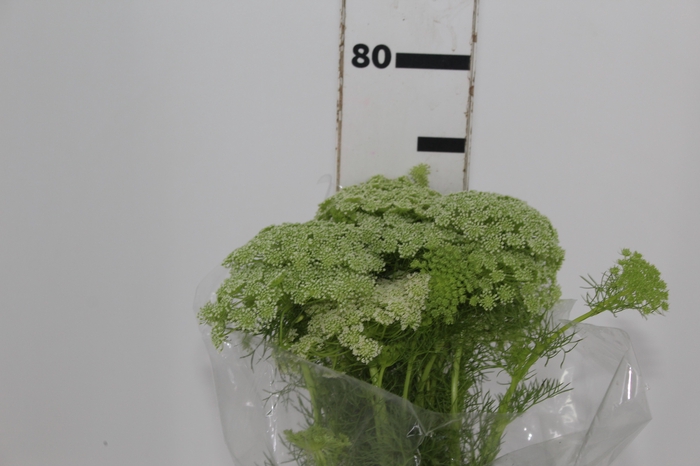 <h4>AMMI MAJUS 070 CM</h4>