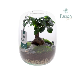 Green Bottle Isabella Large met Ficus Ginseng