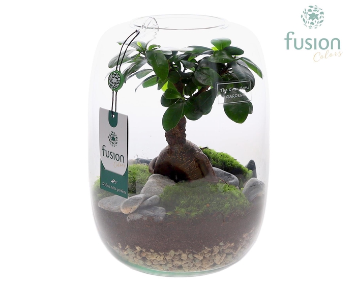 <h4>Green Bottle Isabella Large met Ficus Ginseng</h4>