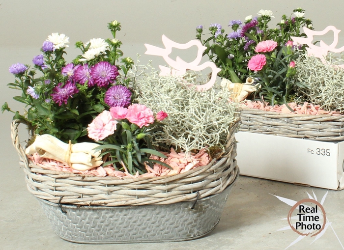 <h4>ARR TUINPLANTEN</h4>