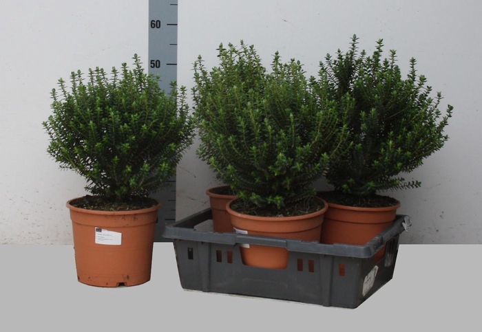 <h4>PIMELEA FERRUGINEA</h4>