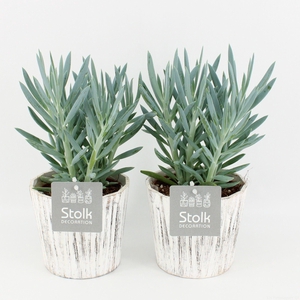 Senecio Curio Ficoides Mount Everest in wood wit