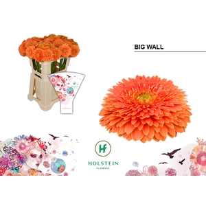 Gerbera Pomponi Big Wall Water