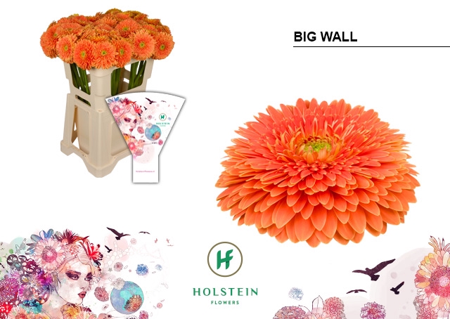 Gerbera Pomponi Big Wall Water