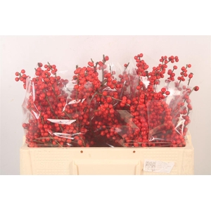 Ilex Verticilata Red