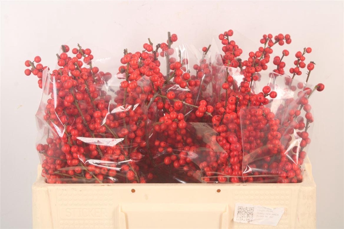 <h4>Ilex Verticilata Red</h4>