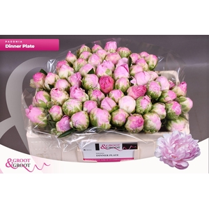 Paeonia Dinner Plate