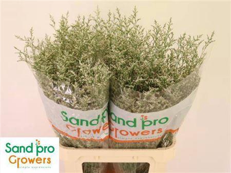 <h4>LIM MISTY WHITE</h4>