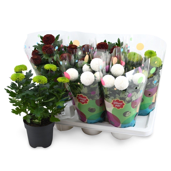 <h4>Flowerpops Mono Mix</h4>