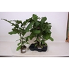 arr8 Aubergine Planten