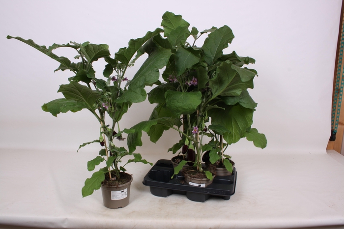 arr8 Aubergine Planten