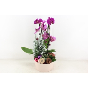 arr2 PL - Taupe pot Phal. lila